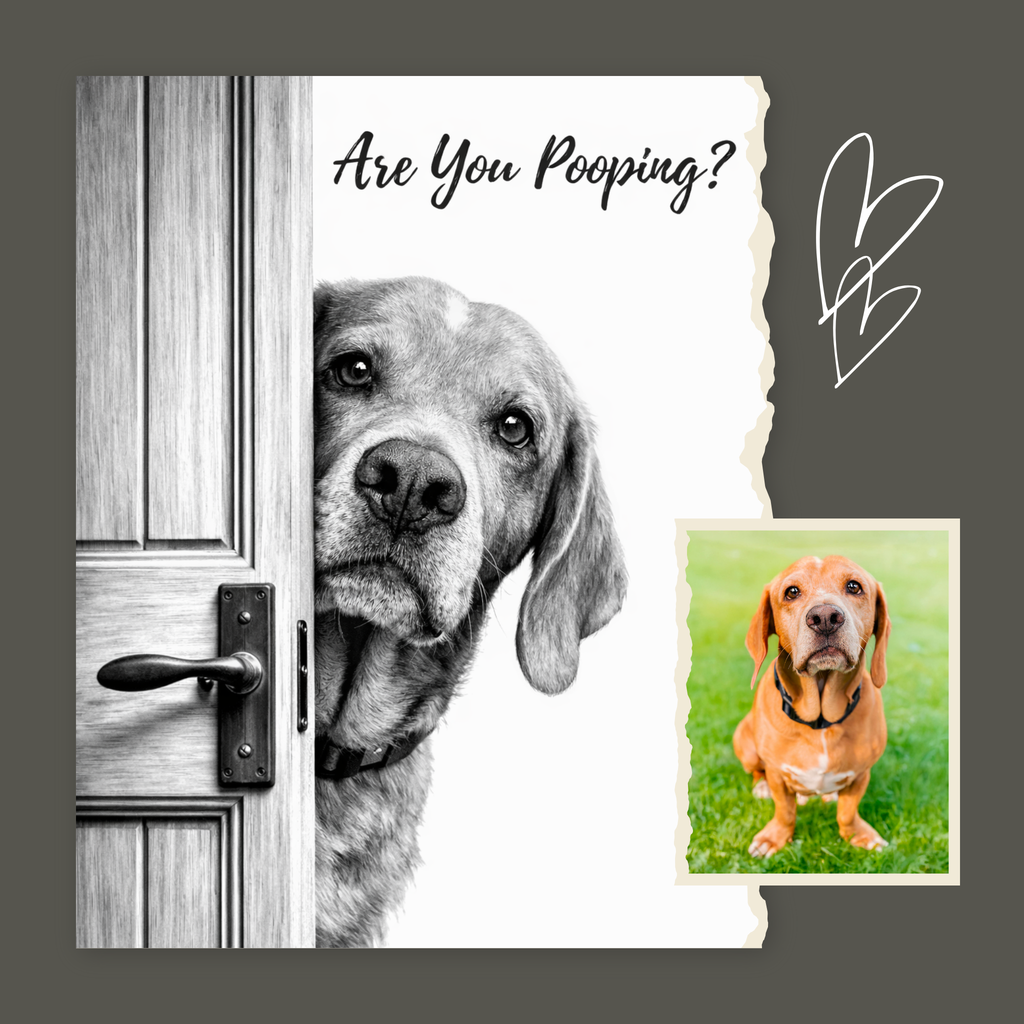 Custom Personalized Dog Cat Pet "Are You Pooping" Funny Wall Art - Digital Downloads